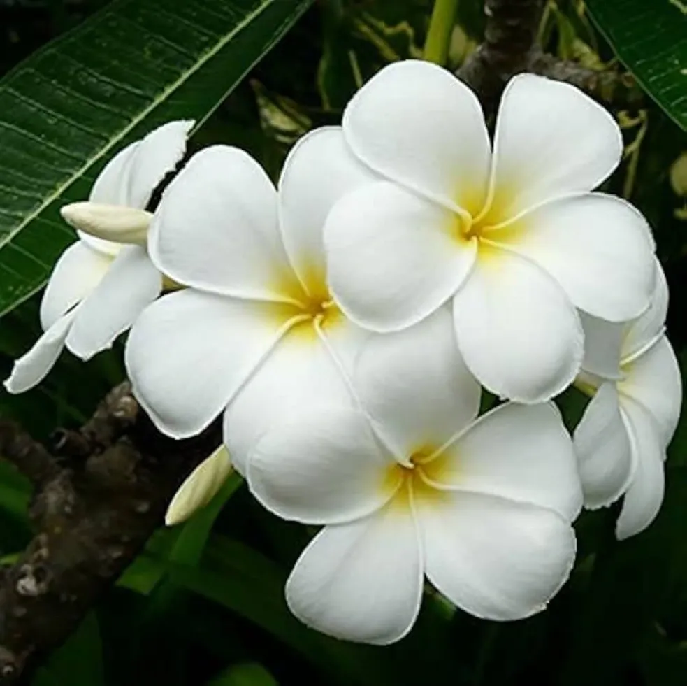 41pPPxjQSgL._AC_UF1000,1000_QL80_.webp
