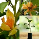 515dD193vuL._AC_UF1000,1000_QL80_.webp