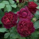 150.webp