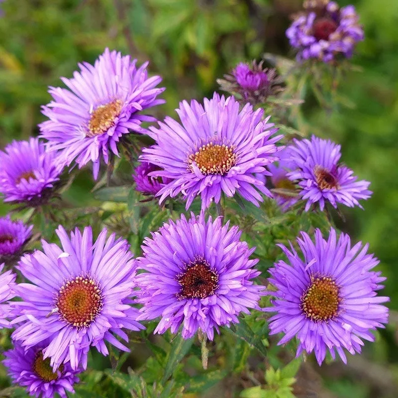 153.webp