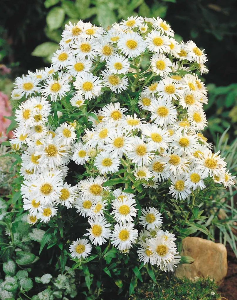 154.webp
