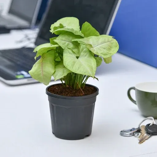 nurserylive-syngonium-cream-allusion-pink-veins-plant-in-4-inch-10-cm-black-pot-253027_512x512.webp
