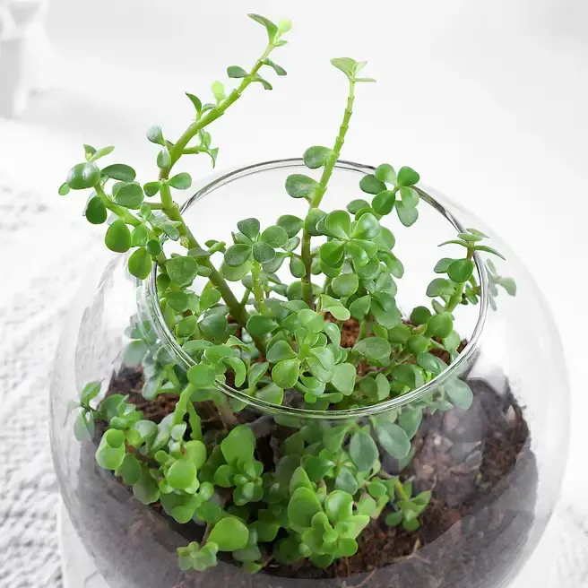jade-plant-terrarium-in-glass-vase_3.webp