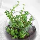 jade-plant-terrarium-in-glass-vase_3.webp