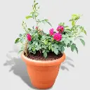 shopping (6).webp