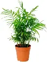 shopping (8).webp
