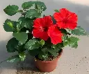 61wd8AsLRIL.webp