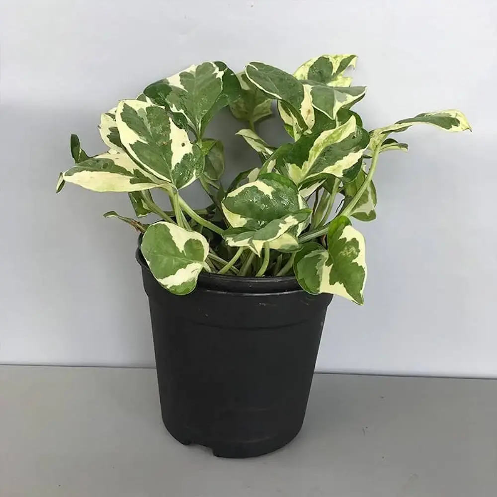 51j8DIJKAZL._AC_UF1000,1000_QL80_.webp