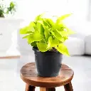 shopping (12).webp