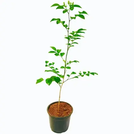 shopping (21).webp
