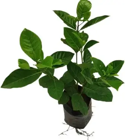shopping (22).webp