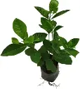 shopping (22).webp