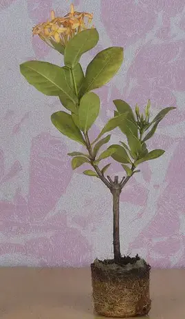 Ixora-Sandal-Plant.webp