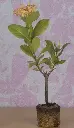 Ixora-Sandal-Plant.webp
