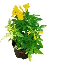 shopping (24).webp