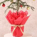 festive-araucaria-christmas-gift-plant_3.webp