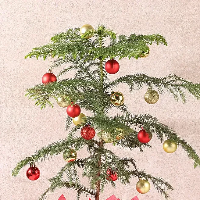 festive-araucaria-christmas-gift-plant_2.webp