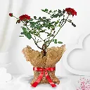 potted-rose-plant_1.webp