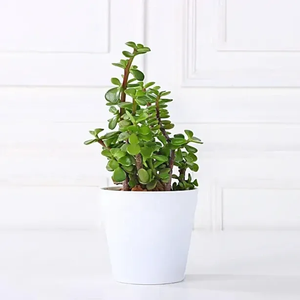 money-bamboo-jade-plant-set_4.webp