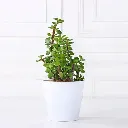 money-bamboo-jade-plant-set_4.webp