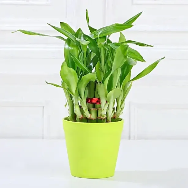 money-bamboo-jade-plant-set_3.webp