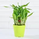 money-bamboo-jade-plant-set_3.webp