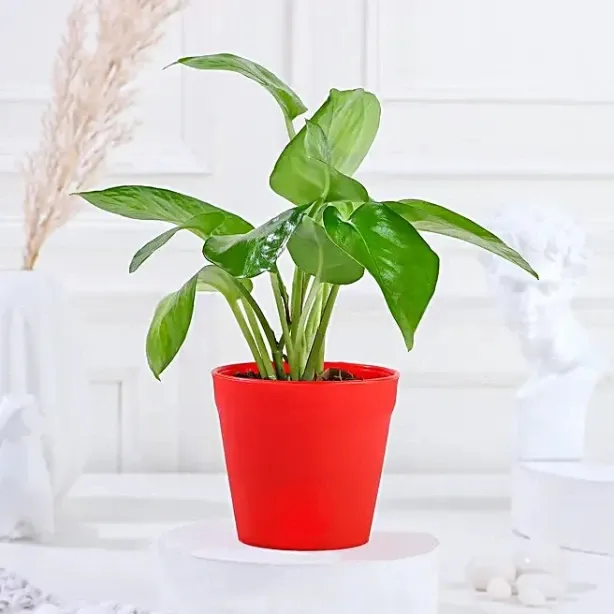 money-bamboo-jade-plant-set_2.webp