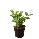 nurserylive-g-jasminum-sambac-mogra-arabian-jasmine_600x600_44443a2c-7029-4f41-8129-3ba1fcedf86c_600x600.webp