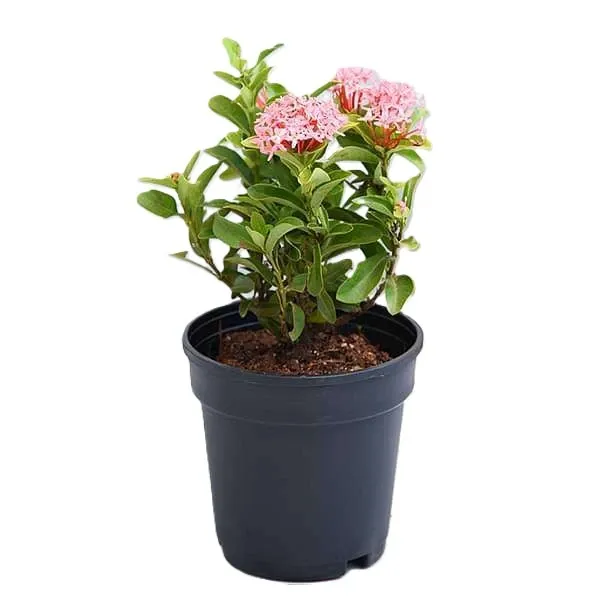 nurserylive-g-plants-ixora-mini-dwarf-pink-plant_71eee9f8-6bfa-431e-83d4-ad64c96ad45d_600x600.webp