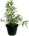 51IRSCxPsKL._AC_UF1000,1000_QL80_.webp