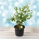 Gemini_Generated_Image_5yiddo5yiddo5yid.webp