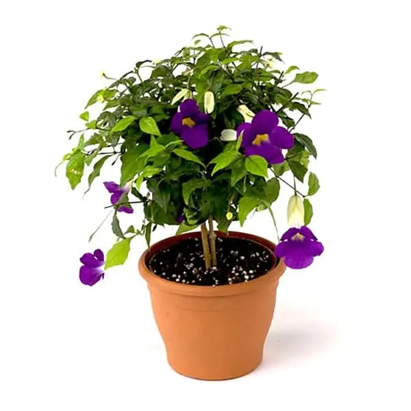 thunberjia_600x600.webp