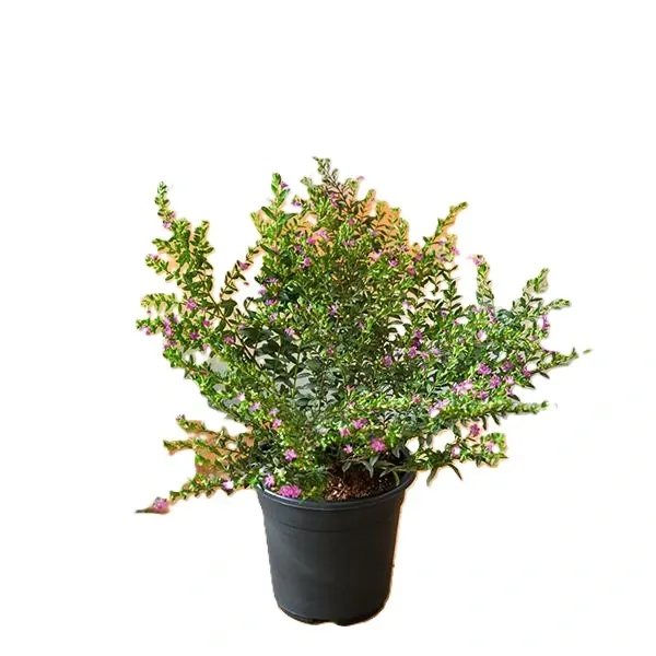 nurserylive-g-cuphea-hyssopifolia-lavender-plant_87bc8fde-d94b-4d0e-bb75-a23e27b5ad7b_600x600.webp