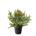 nurserylive-g-cuphea-hyssopifolia-lavender-plant_87bc8fde-d94b-4d0e-bb75-a23e27b5ad7b_600x600.webp