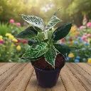 Gemini_Generated_Image_ct07d7ct07d7ct07.webp