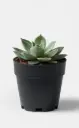 Moonstone (Succulent)