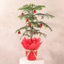 Festive Araucaria Christmas Gift Plant