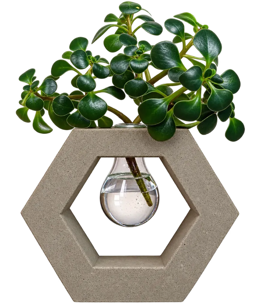 The Living Hexa 🌿