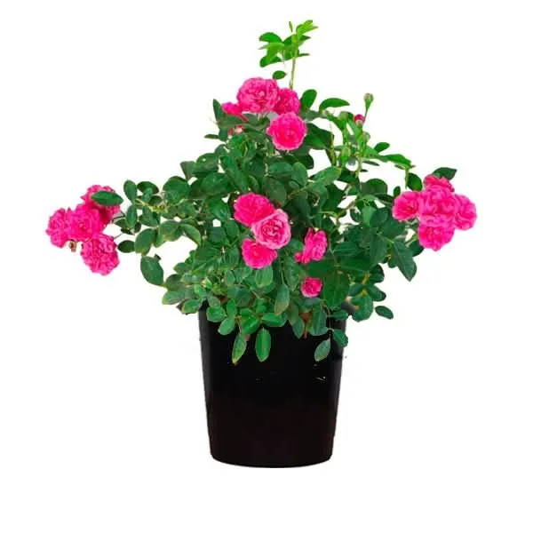 Miniature Rose red
