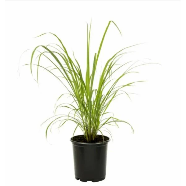 Lemon Grass Plant