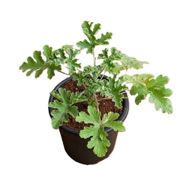 Citronella, Odomas Plant