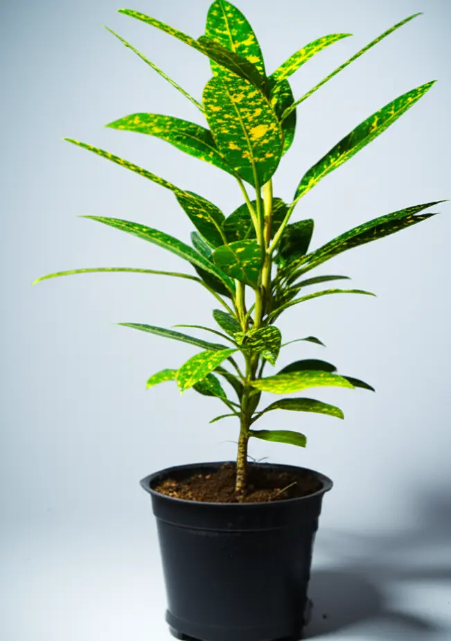 Croton