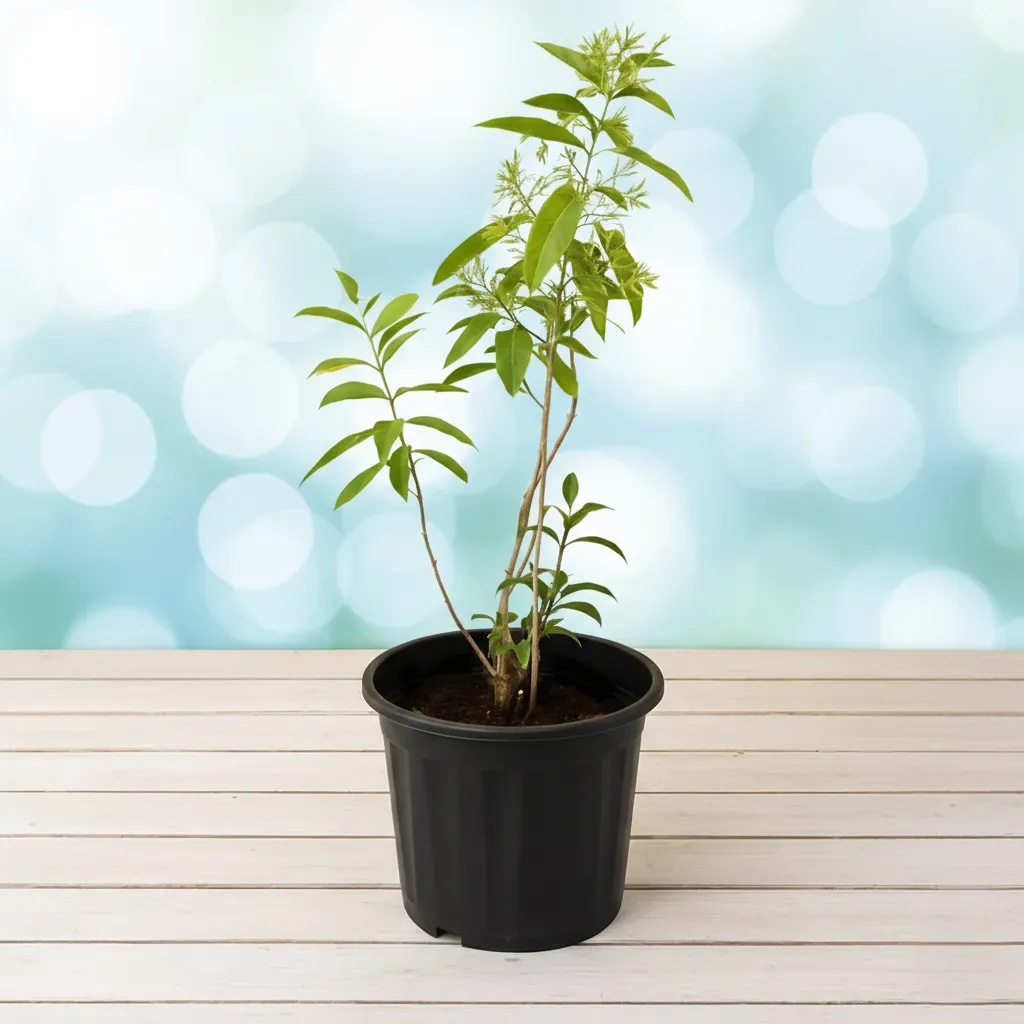 Raat Ki Rani, Night Blooming Jasmine with pot