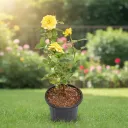 Rose (Yellow) Plant in pot