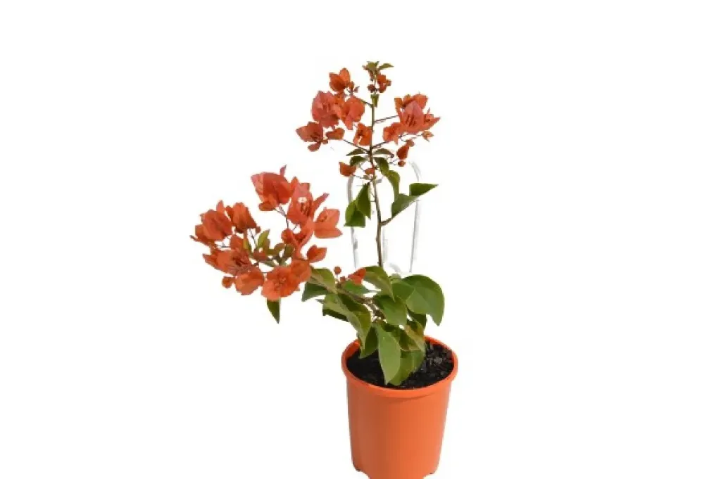 Bougainvillea  Plant in 7 inch pot (orange)