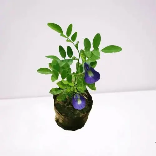 Aparajita plant