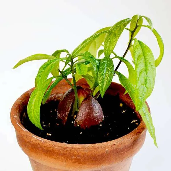 Avocado, Butter Fruit, Makhanphal ( Grown through seeds ) - Plant