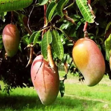 Mango Tree (Totapuri, Grafted) - Plant