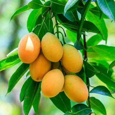 Mango Himsagar, Aam Himsagar - Plant