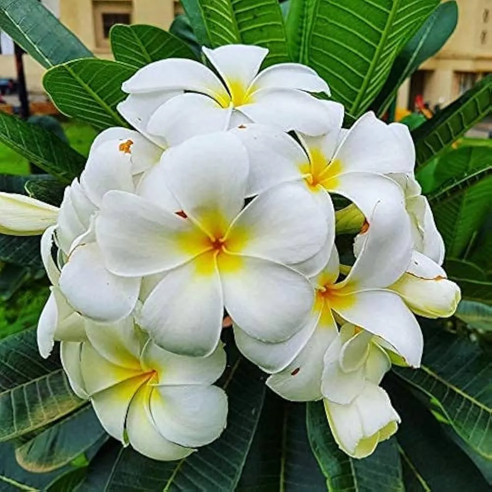 White Champak
